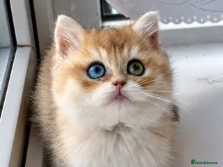 British Shorthair cats Golden odd eye BSH kitten - Advert 2