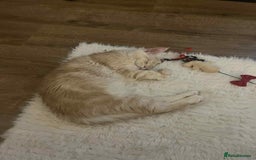 Maine Coon cats for sale: 1 year old Maine Coon Pair - Advert 10