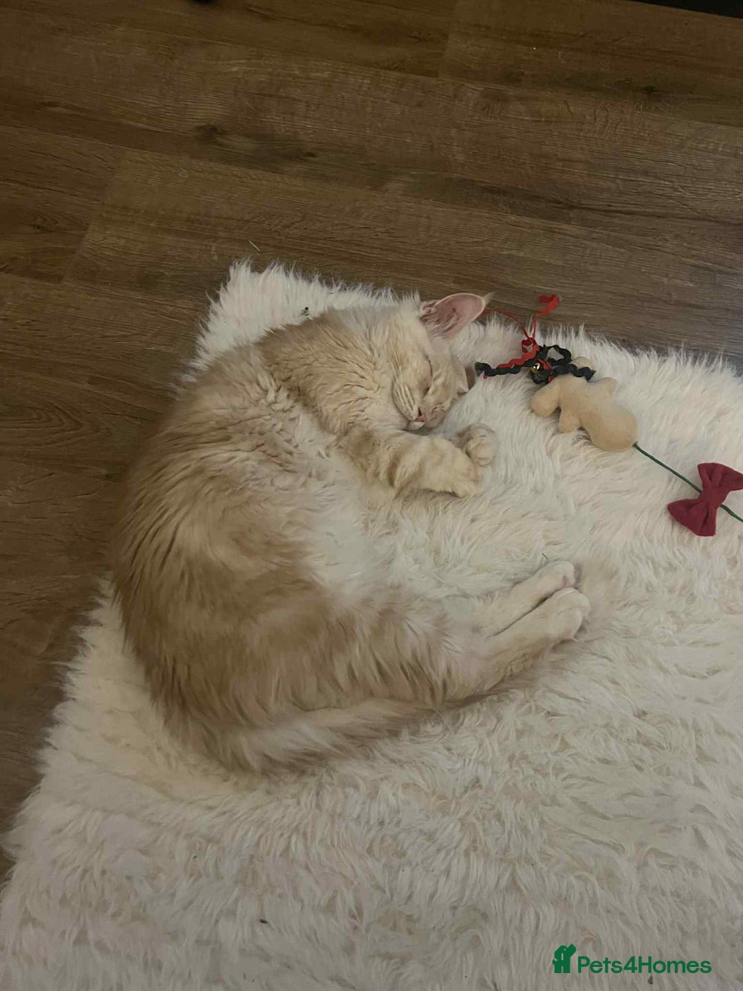 Maine Coon cats for sale: 1 year old Maine Coon Pair - Advert 10