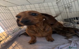 Dachshund dogs for sale: Dash hound puppies for sale - Image 2