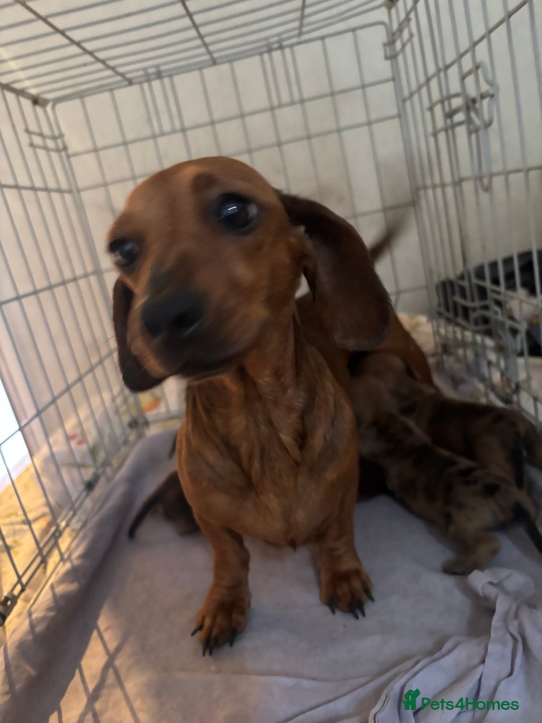 Dachshund dogs for sale: Dash hound puppies for sale - Image 2
