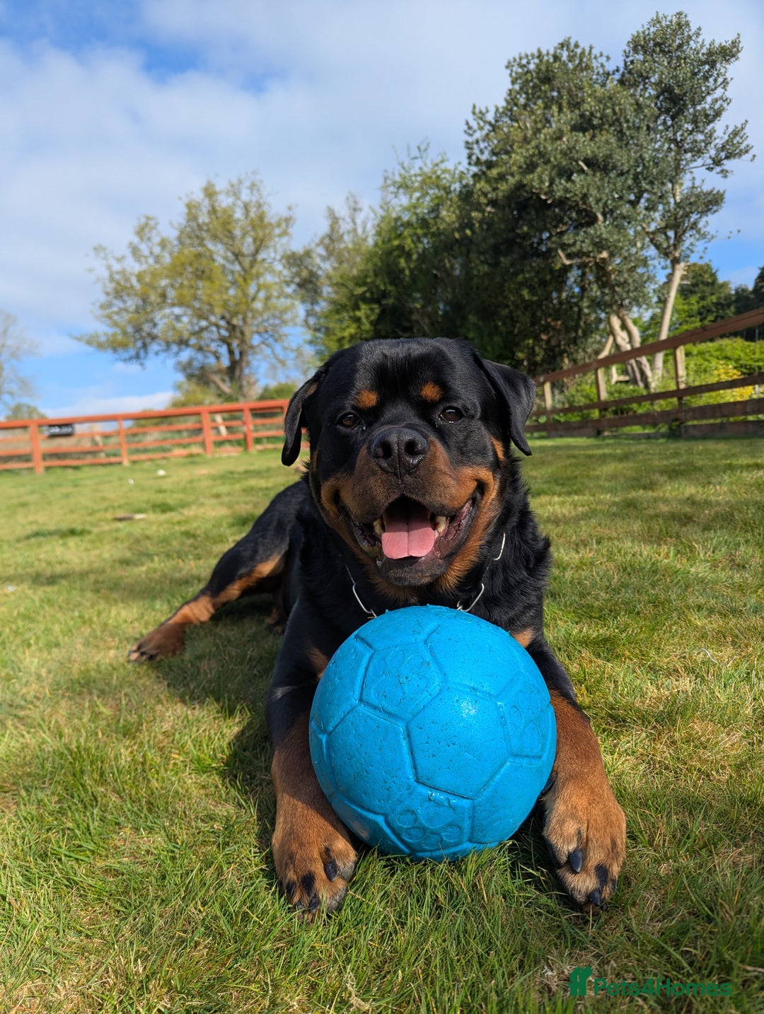 Rottweiler dogs for sale: Dexter, Rottweiler - Image 9