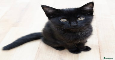 Mixed Breed cats - Advert 1