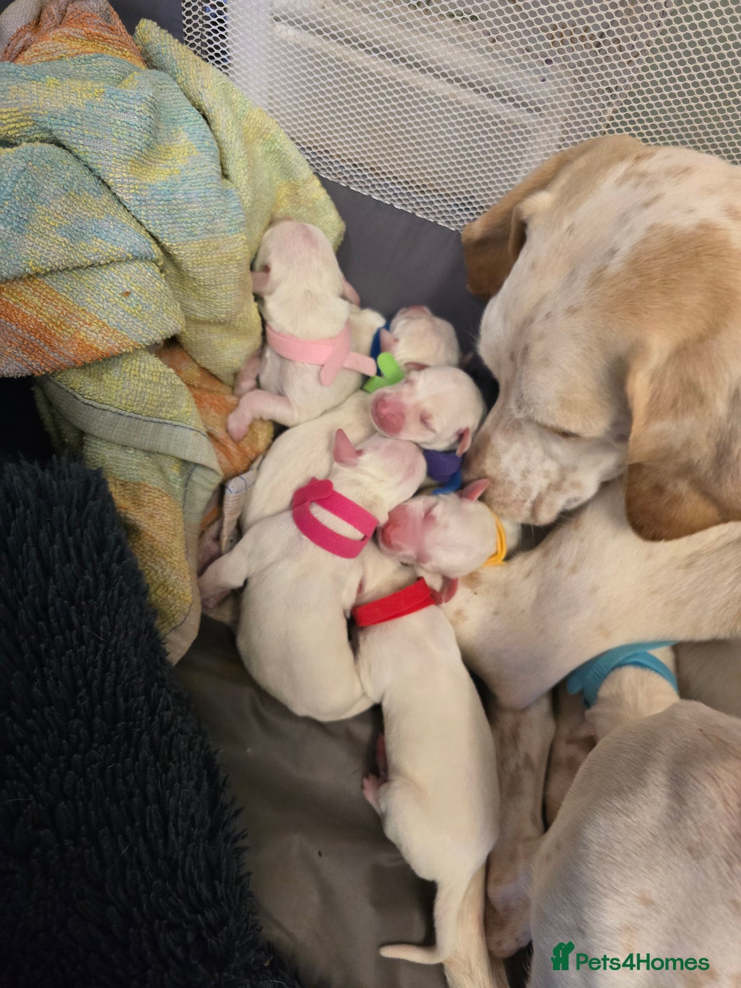 Mixed Breed dogs for sale: English pointer cross saluki/greyhound  - Advert 7