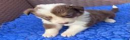 Border Collie dogs for sale: Fabulous Red Border Collie Puppies - Advert 20
