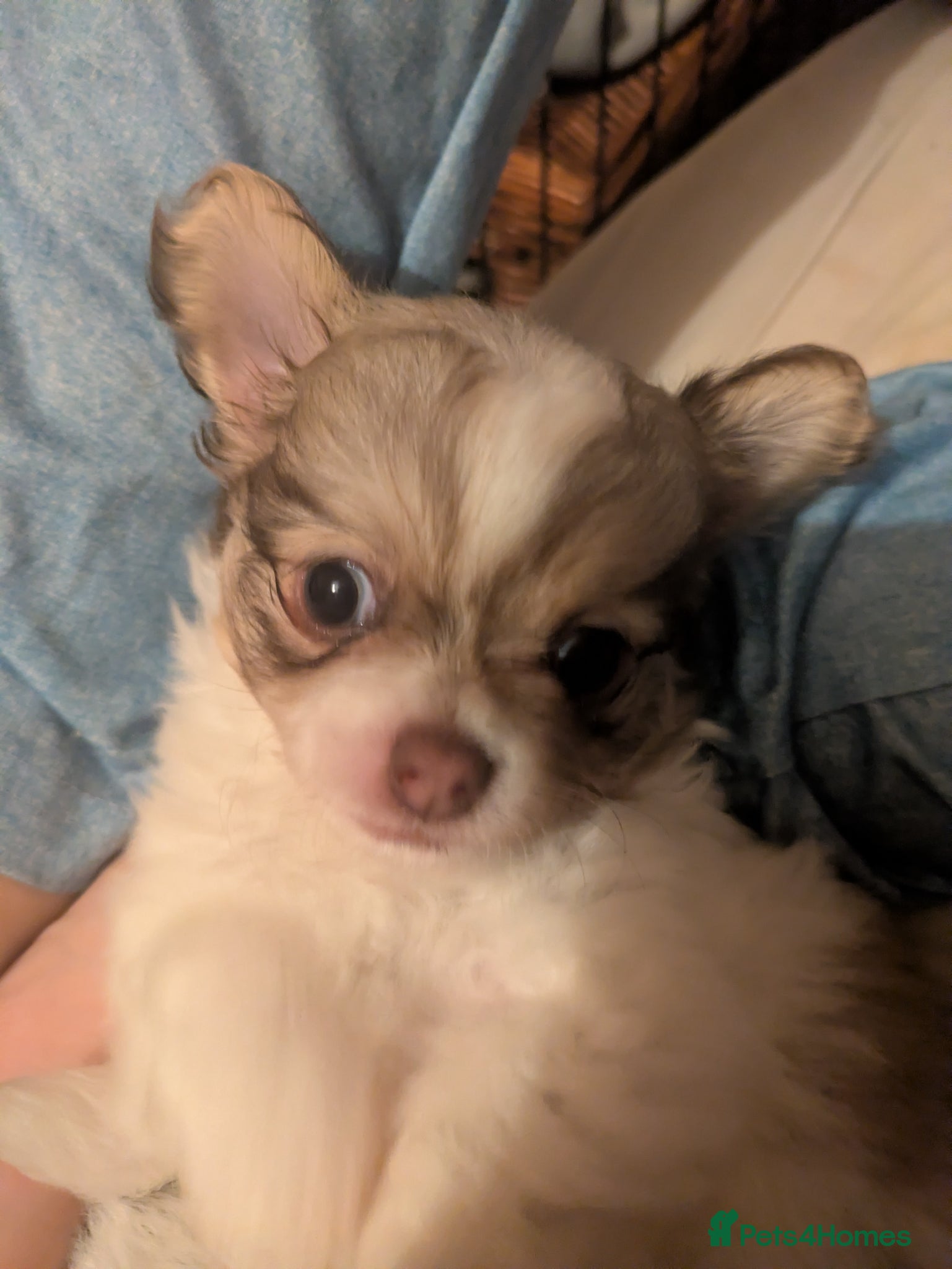 Chihuahua dogs Chuahah  - Advert 7