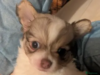 Chihuahua dogs Chuahah - Advert 7