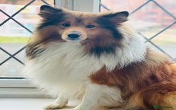 Shetland Sheepdog dogs for sale: Pretty sable Shetland sheepdog girl puppy  - Image 8