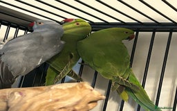 Ringnecks birds for sale: Stunning Baby Indian Ringnecks  - Image 1