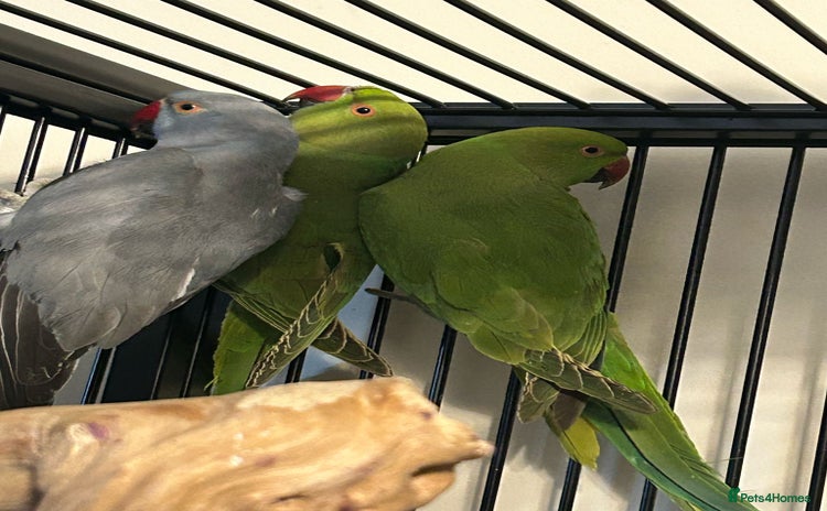 Ringnecks birds - Advert 3