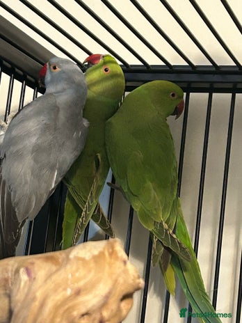 Ringnecks birds - Advert 3