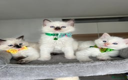 Ragdoll cats for sale: Registered Ragdoll kittens LAST GIRL HCM/PKD clear - Image 20