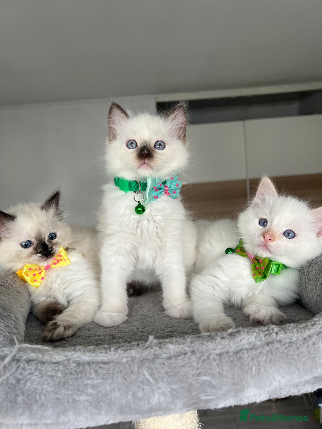Ragdoll cats for sale: Registered Ragdoll kittens LAST GIRL HCM/PKD clear - Image 20