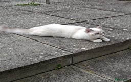 Ragdoll cats for sale: 6 ragdoll kittens  - Image 12