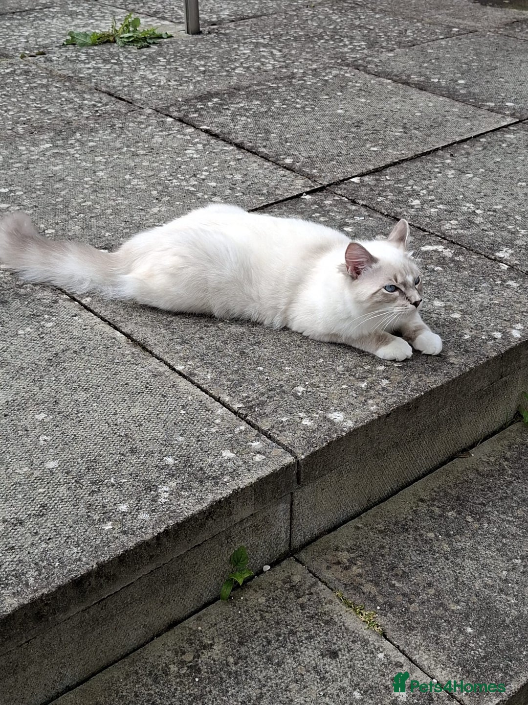 Ragdoll cats for sale: 6 ragdoll kittens  - Image 12