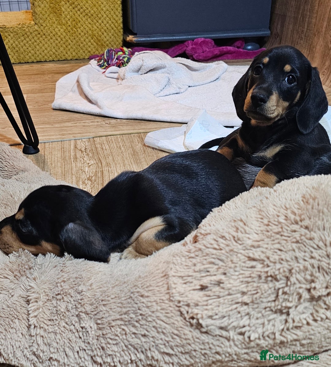 Miniature Dachshund dogs for sale: Ready boy or girl Black and tan smooth Dachshund's - Image 4