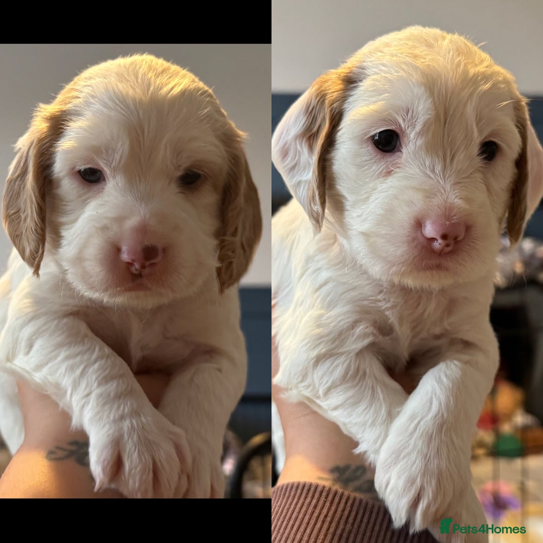 Cockapoo dogs for sale: Two gorgeous F2b Cockapoo girls left  - Advert 12