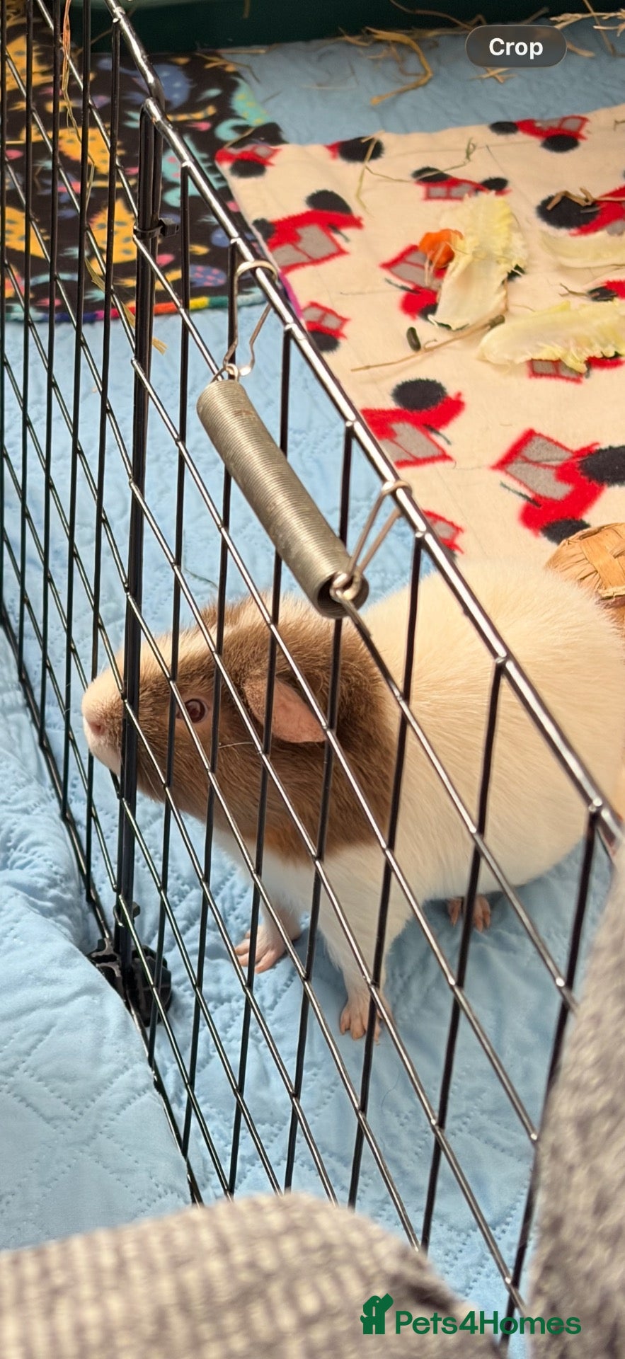 Guinea Pig rodents Guinea pig boar  - Advert 1