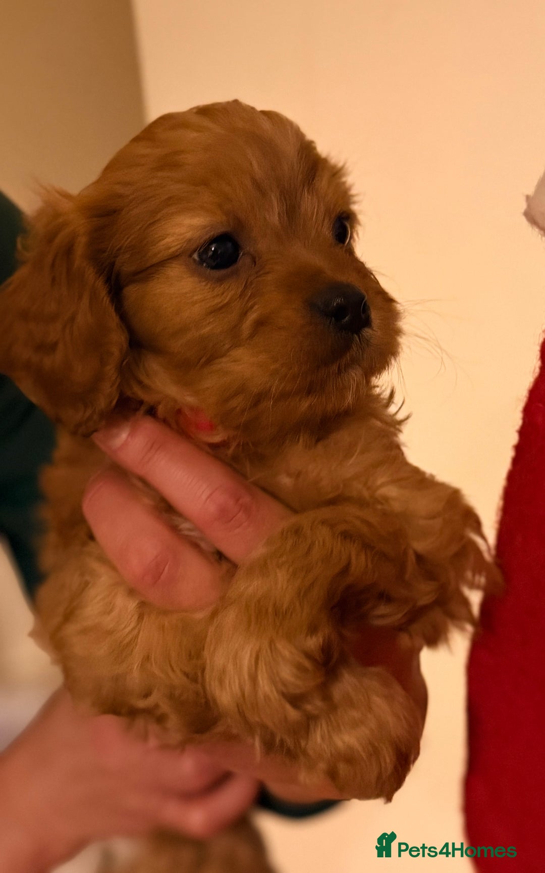 Cavapoo dogs for sale: Health Tested F1 TOY Cavapoo Puppies  - Advert 8
