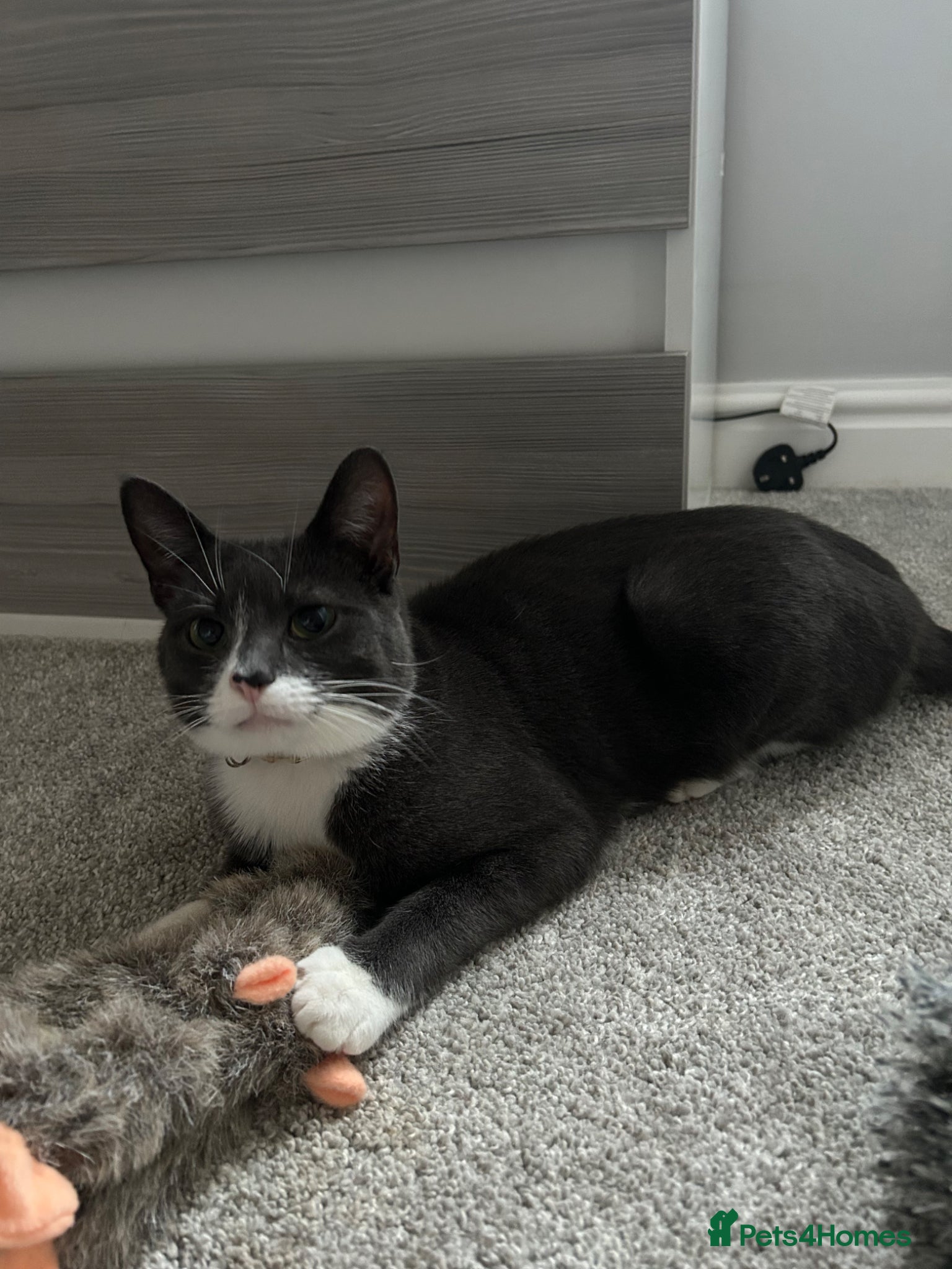 British Shorthair cats Grey and white siblings must go together  - Advert 3