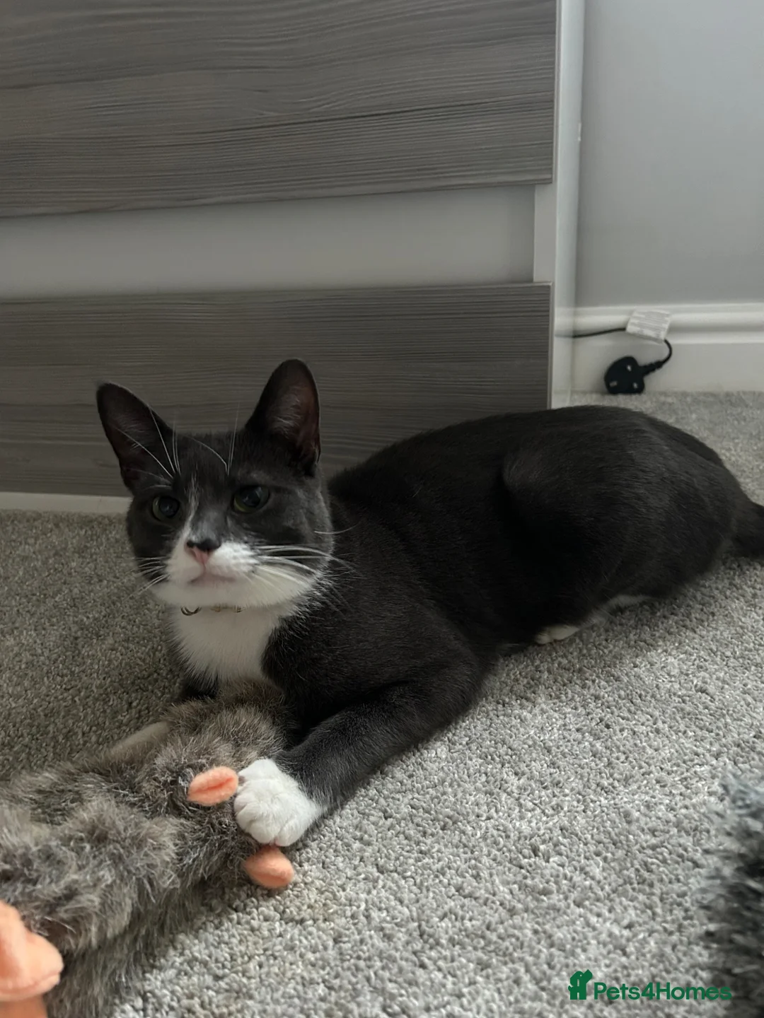 British Shorthair cats for sale: Grey and white siblings must go together  in Mexborough - Advert 1