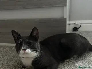 British Shorthair cats Grey and white siblings must go together - Advert 3