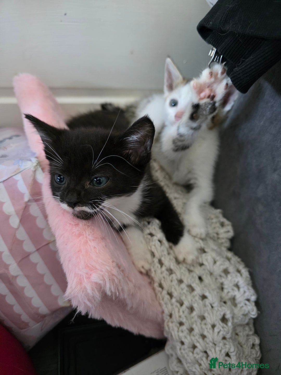 Mixed Breed cats for sale: Kittens ready for new homes - Image 4
