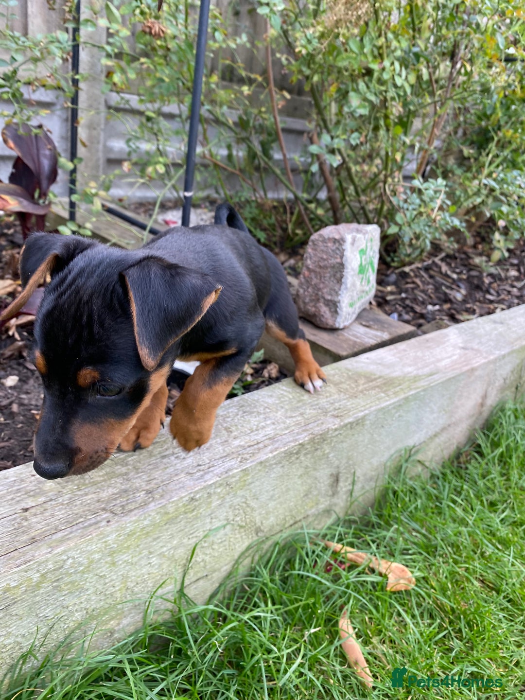 Jack Russell dogs for sale: Jack Russell terrier puppies - Image 9