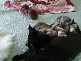 Oriental cats - Advert 4