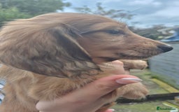 Miniature Dachshund dogs for sale: Miniature dachshunds Long haired cream KC reg  - Image 6
