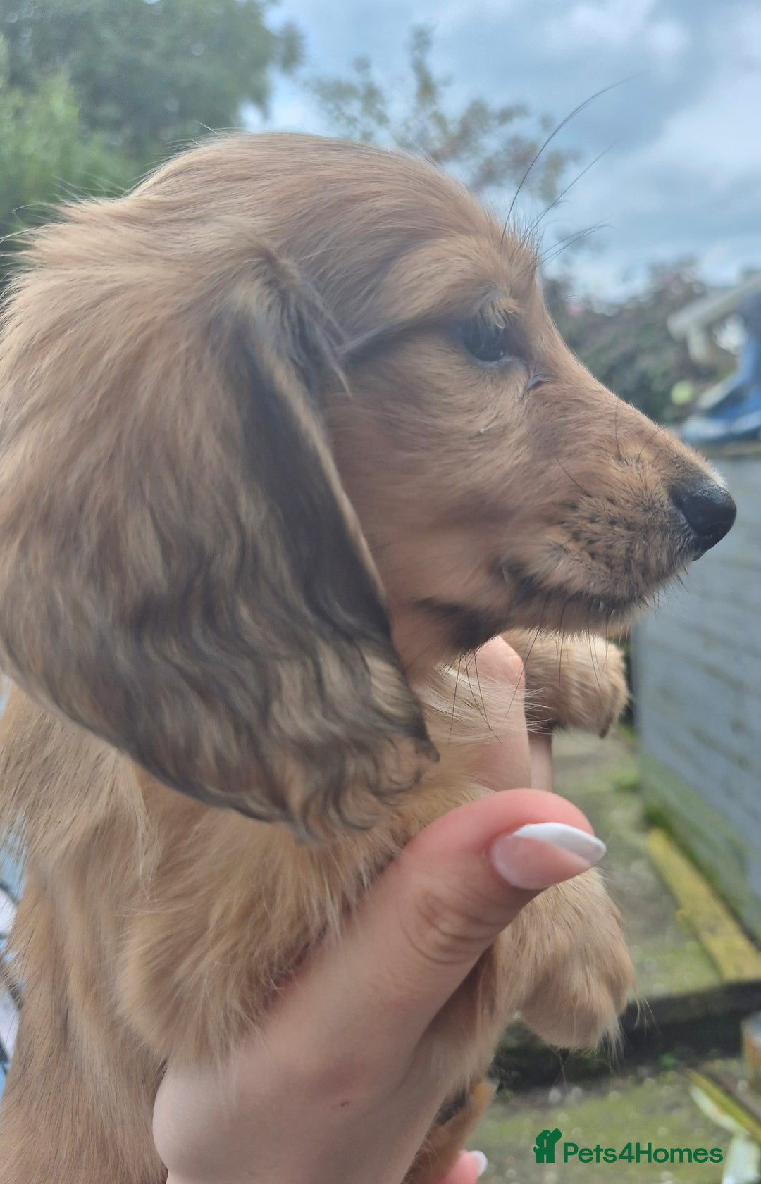 Miniature Dachshund dogs for sale: Miniature dachshunds Long haired cream KC reg  - Image 6