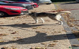 Siberian Husky dogs for sale: Beautiful boy needing forever home - Image 11
