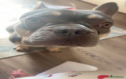 French Bulldog dogs for sale: OPEN TO OFFERS. Rehoming Jax, ASAP - Image 3