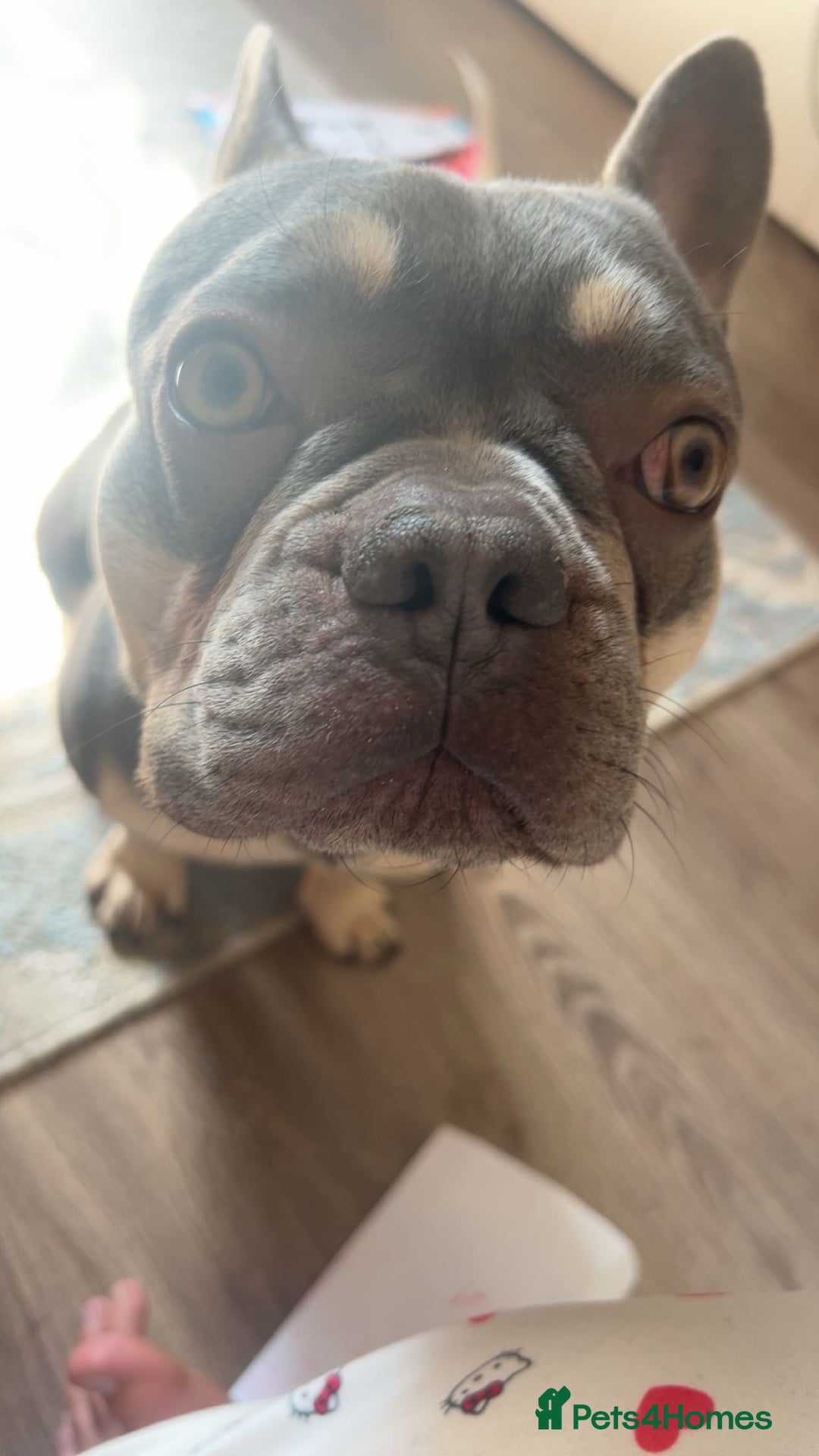 French Bulldog dogs for sale: OPEN TO OFFERS. Rehoming Jax, ASAP - Image 3