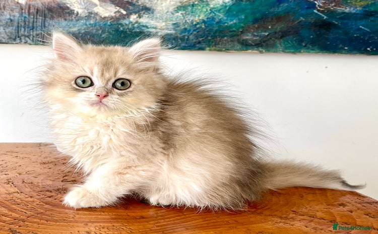 British Longhair cats - Advert 1
