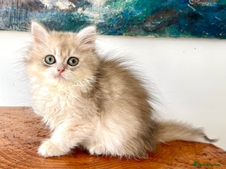British Longhair cats - Advert 2
