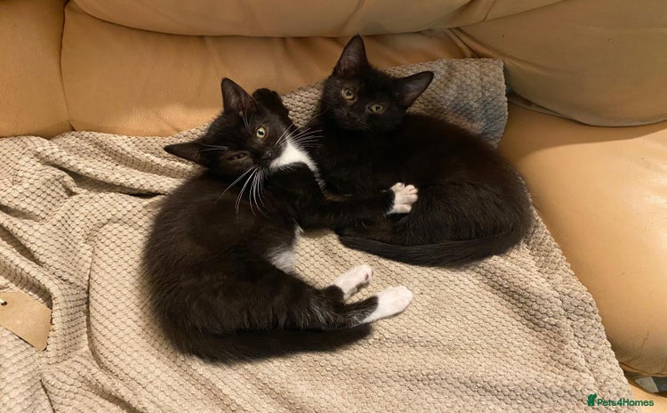 Mixed Breed cats - Advert 5