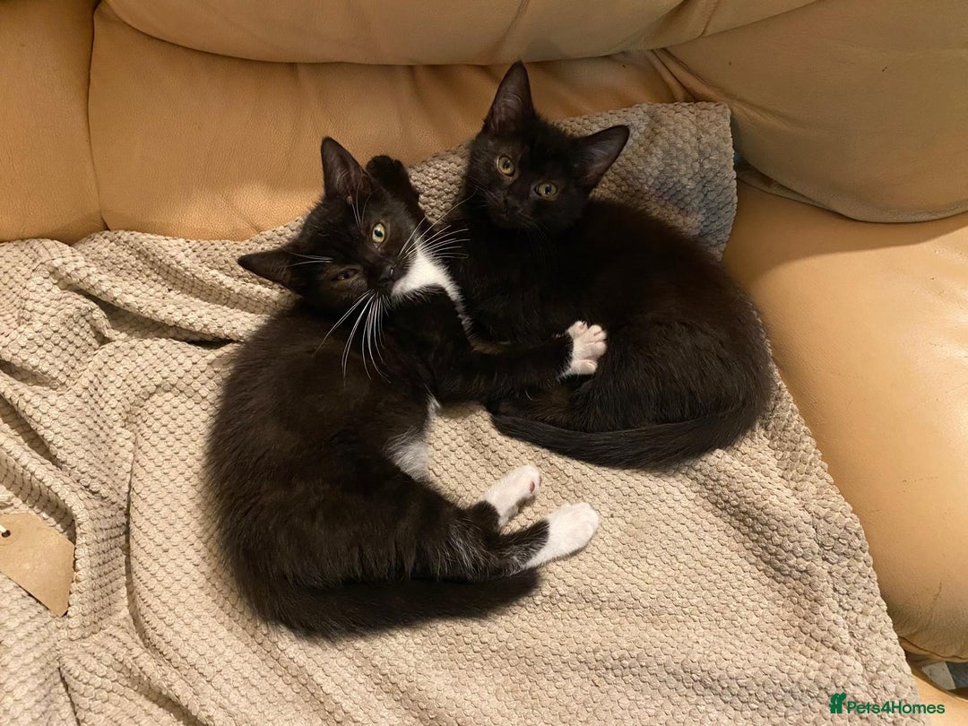 Mixed Breed cats for adoption: Rescue kittens bonded pair of girls abandoned - Image 1