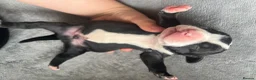 American Bull Staffy dogs for sale: Staffy pups - Advert 15