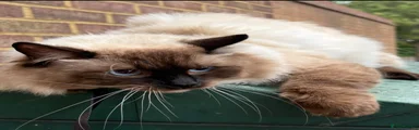 Ragdoll Kitten 3