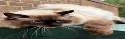 Ragdoll cats for sale: 3 Male Ragdoll cats looking for lovely families - Advert 3