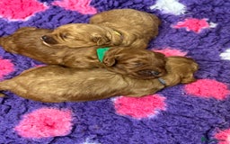 Toy Poodle dogs for stud: Toy Poodle KC - Stud and  fully health tested  - Image 30