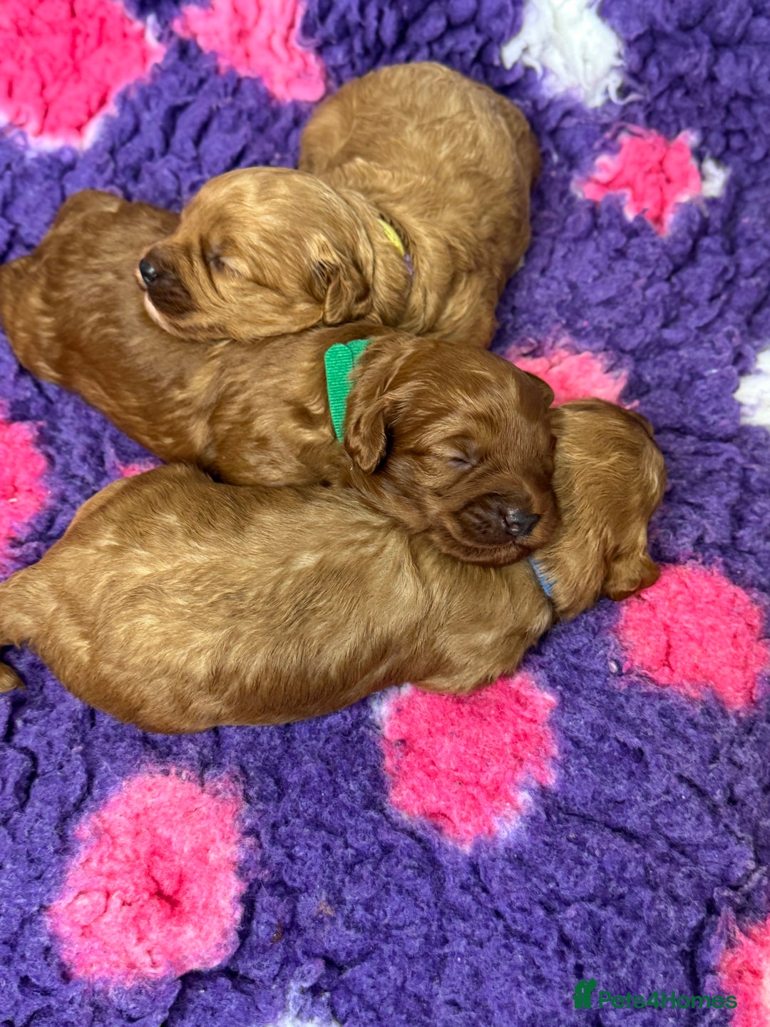 Toy Poodle dogs for stud: Toy Poodle KC - Stud and  fully health tested  - Image 30