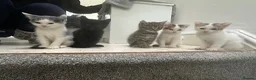 Mixed Breed cats for sale: Cute kittens - Advert 5