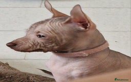 Mexican Hairless dogs for sale:  1 mini boy red  2000 mini black girl 2000. - Image 18