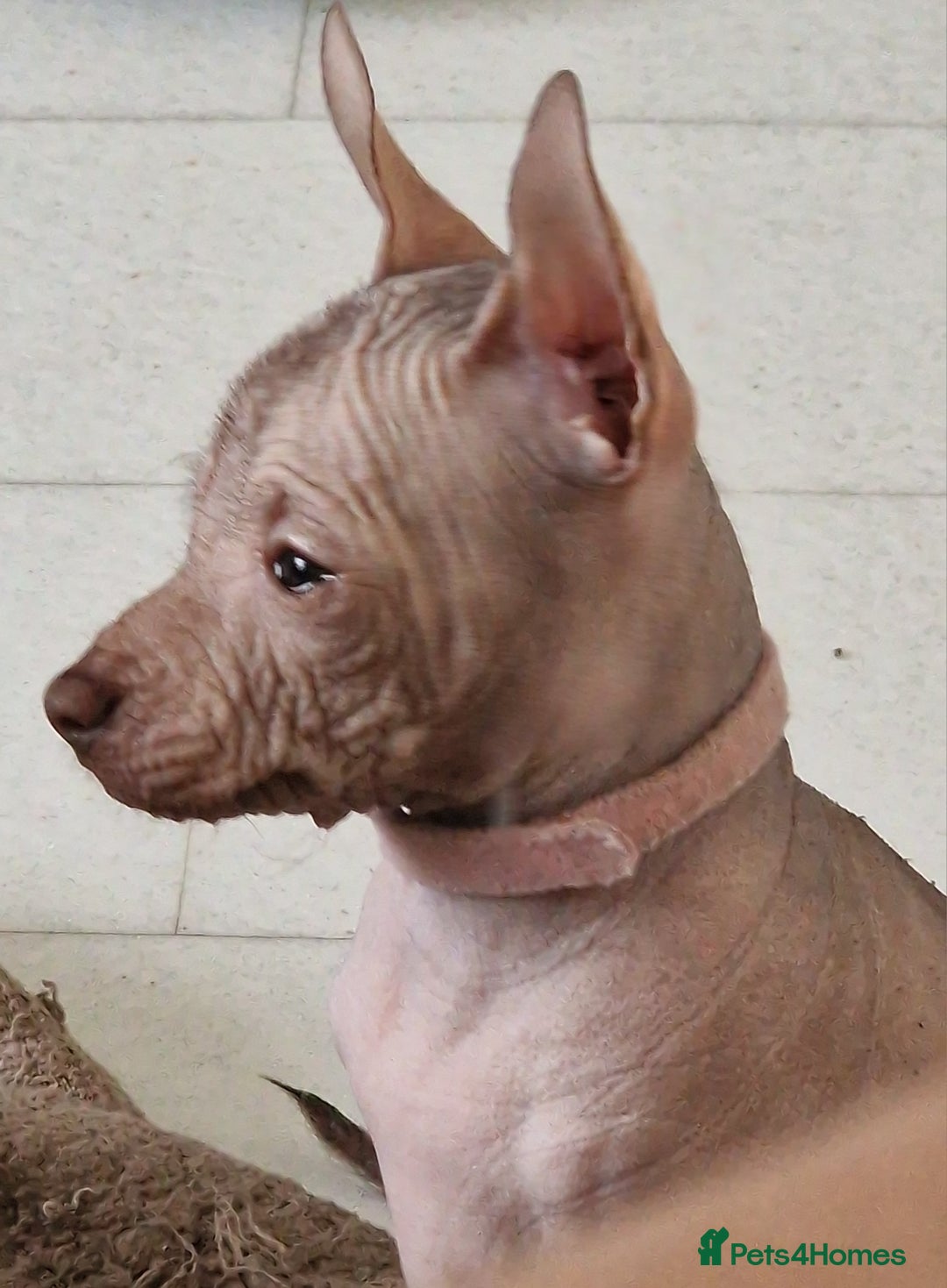 Mexican Hairless dogs for sale:  1 mini boy red  2000 mini black girl 2000. - Image 18