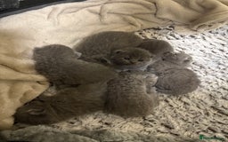 British Shorthair cats for sale: British Blue SH Kittens - Image 1