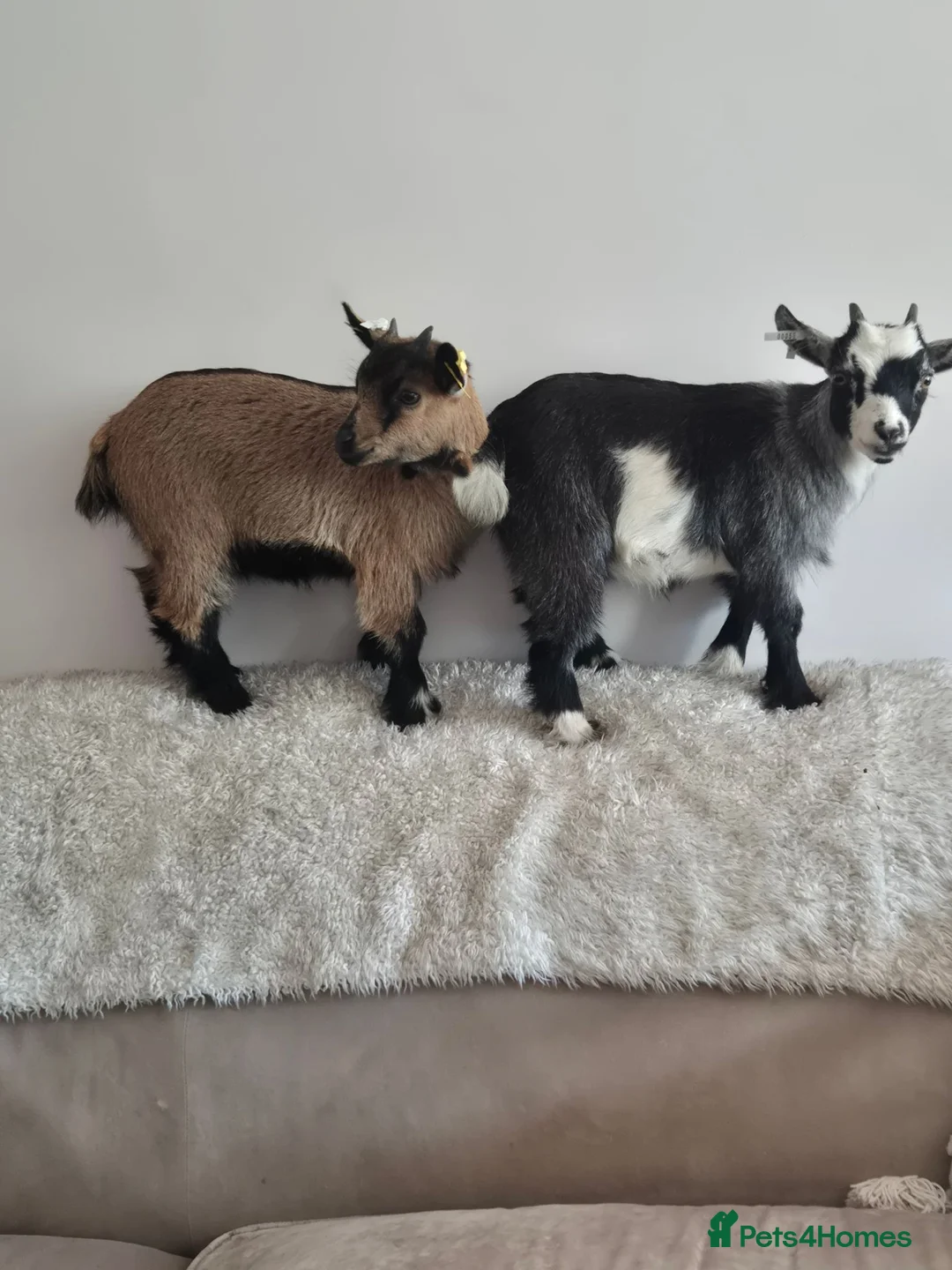Goats livestock for sale: Two female short legged pygmy goats - Advert 2