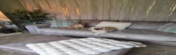 Shih Tzu dogs for sale: Obi (shitzu)  Evie (jackauwawa) in Chester-le-Street - Advert 12