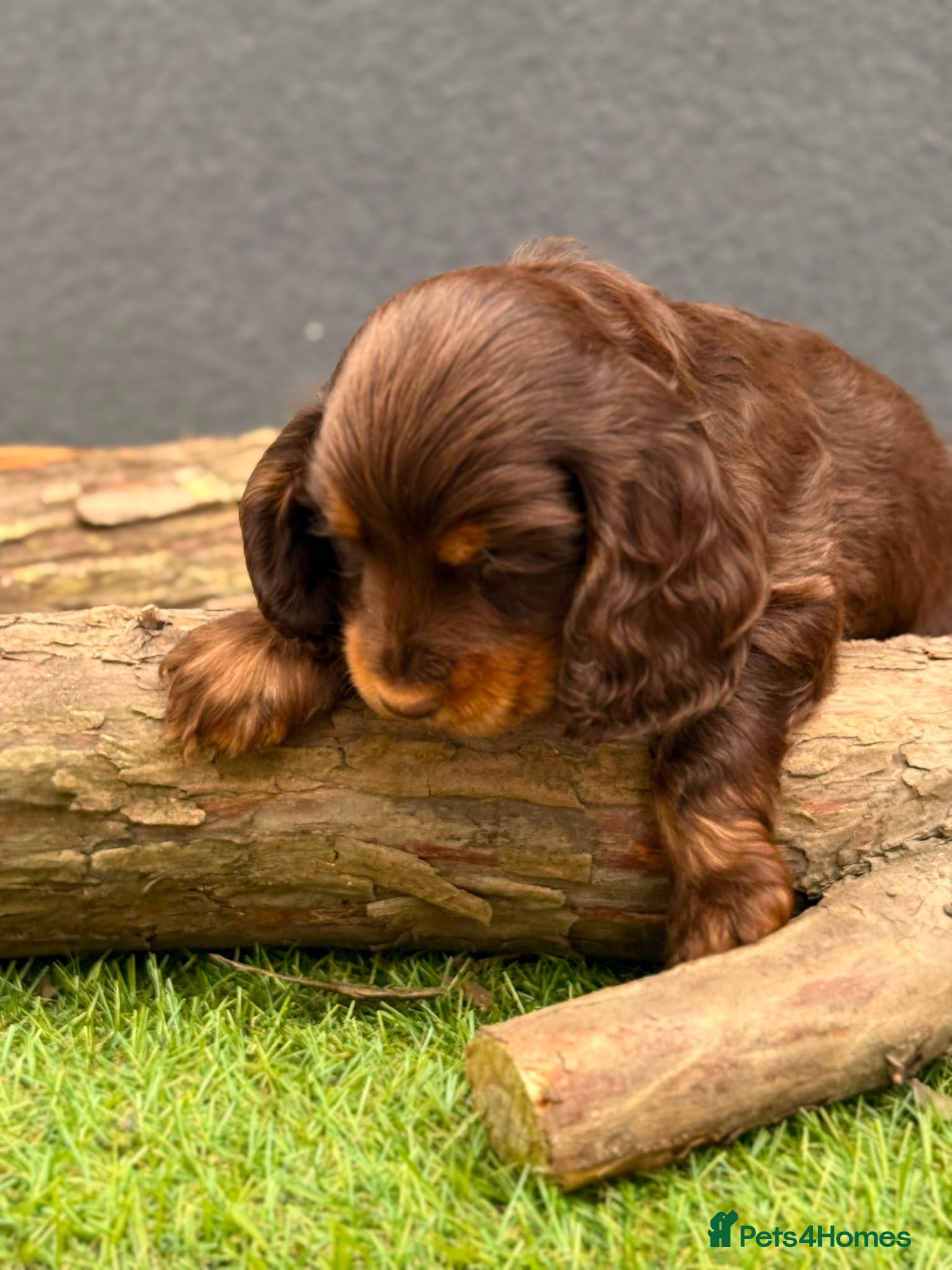 Cocker Spaniel dogs Show type cocker spaniels  - Advert 6